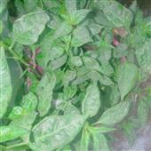 Sứ