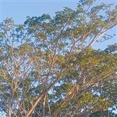 Mụ
