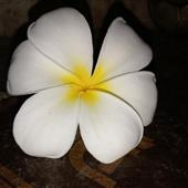 Bỏ