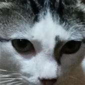 Dò