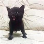 Cú