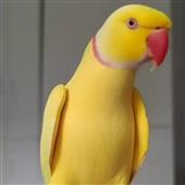 Cô
