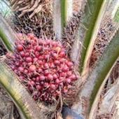 Củ