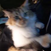 An