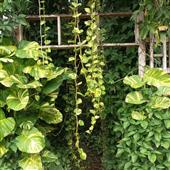 Mẹ
