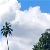 Ng