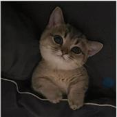 He