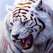 Tr