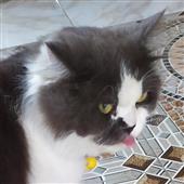 Vu