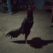 Ki